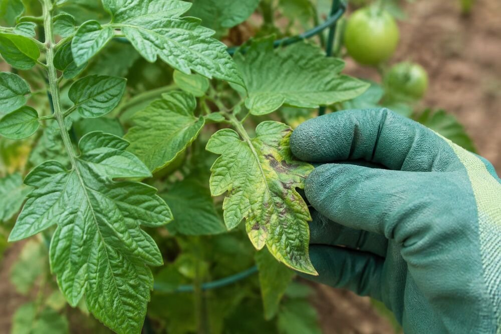 Maladies & Problèmes des plantes